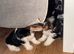 Biewers yorkies