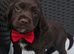 cocker spaniel puppies chocolate&tan