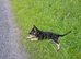 Gizmo need new home