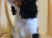 Beautiful Cavaliers for sale