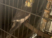 2 Beautiful Cockatiels