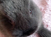 Pure bred Netherland Dwarf Boy