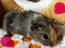 Female (Sow) Baby Guinea Pigs