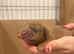 Miniature Dachshund puppies ready now! Last two available