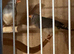 Two female finches no cage