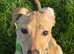 Lab x saluki