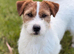Cliff KC Jack Russle Stud