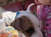 Terrier