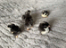 Olive Egger day old chicks