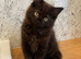 Gorgeous Smokey Maine Coon Kitten