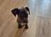 Just 2 pups left now