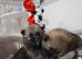 Beautiful pomeranian pups 7wks old