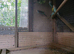 Budgies
