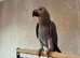african grey