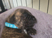Puppies for sale