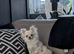 Stunning long coat chihuahua