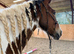 Skewbald ISH x Cob mare