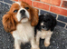 Cavapoo