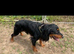 Buddy cocker spaniel