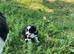 Border Collie Puppies