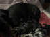 Long hair/short hair miniature dachshund