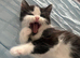 Two beautiful British shorthair cross kittens