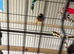 Gouldian finches