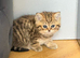 GORGEOUS CHUNKY BRITISH SHORTHAIR KITTENS