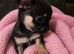 Tiny Pedigree Chihuahua Puppies