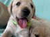 Gorgeous Goldador Puppies