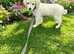 Maltipoo cross chihuahua