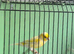 Canaries