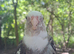 Cockatiel