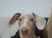 miniature dachshund for sale isabella dapple kc registered