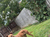 Whippet x greyhound