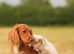 Outstanding Working cocker spaniel puppies. Pick of the litter dog and bitch, our keepers - heartbreaking decision