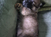 male Belgian malinois
