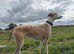 Lurcher