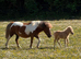 Registered miniature Shetland foal ponies.