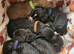 Working cocker spaniel puppies