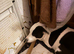 Staff x boarder collie
