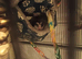 2 baby sugargliders m and f