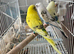 Pied budgies 3 to 4 months