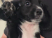 Cocker spaniel pups ready now quick sale
