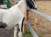 Lovely yearling filly blue and white to make 14 h