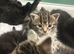 Kittens 8weeks