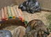 A few litters of bunnies available