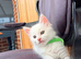 White  maine coon kittens 8 weeks