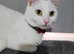 1 year old white female