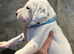 QUALITY DALMATIAN PUPPIES